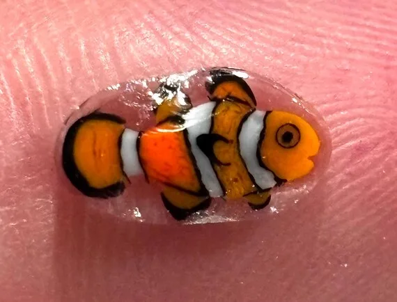 Clownfish COE104 murrini, handmade glass murrini chips by Ann Wierbinski