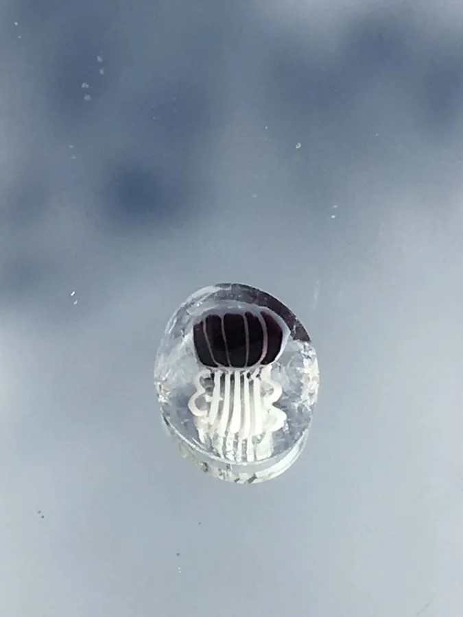 Jellyfish, original archive photograph of handmade glasswork by Ann Wierbinski