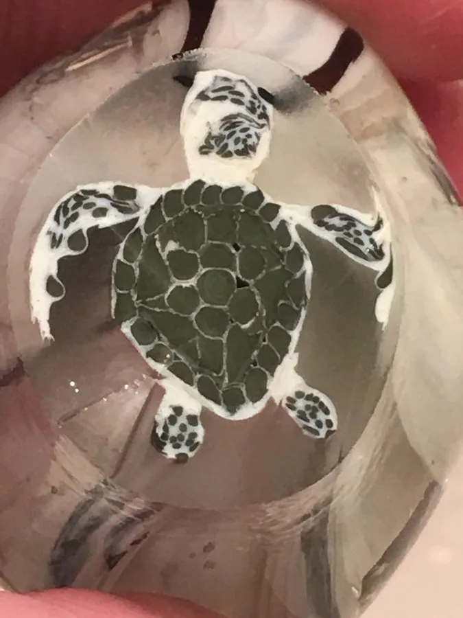 Sea Turtle, original archive photograph of handmade glasswork by Ann Wierbinski